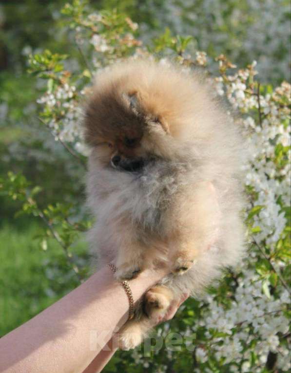 Собаки в Орле: Прекрасная девочка без недостатков  Девочка, 35 000 руб. - фото 8