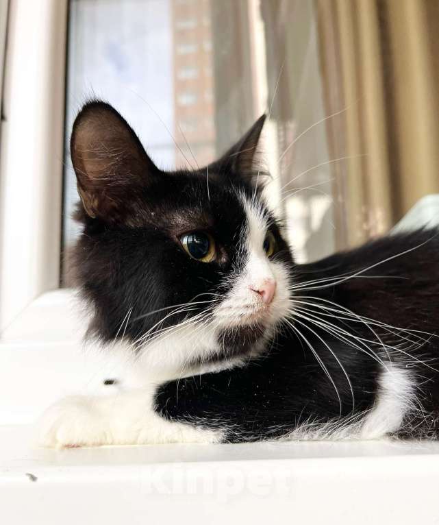 Кошки в Москве: Маленькая пушистая кошечка Фаня в добрые руки  Девочка, Бесплатно - фото 4