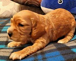 Собаки в Нижнем Новгороде: Щенок кокер спаниеля Мальчик, Бесплатно - фото 1