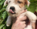 Собаки в Тюмени: Продажа щенков породы Джек Рассел Терьер, 30 000 руб. - фото 3