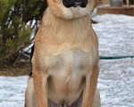 Собаки в Подольске: Норд ищет дом, Бесплатно - фото 1