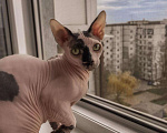 Кошки в Белгороде: Донской финкс, 2 000 руб. - фото 3