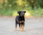 Собаки в Москве: Три очаровательных щенка ищут дом!, 1 руб. - фото 7