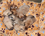 Собаки в Самаре: Вязка с Помом и малыши в продаже, 1 руб. - фото 3