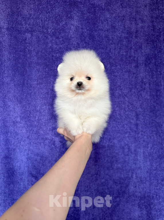 Собаки в Москве: Девочка Девочка, 20 000 руб. - фото 1