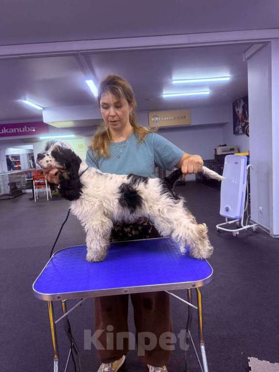 Собаки в Москве: Американский кокер-спаниель: будущий чемпион, отличные данные  Мальчик, 120 000 руб. - фото 1