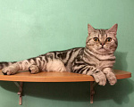 Кошки в Москве: Прямоухий мраморный котик Мальчик, Бесплатно - фото 1