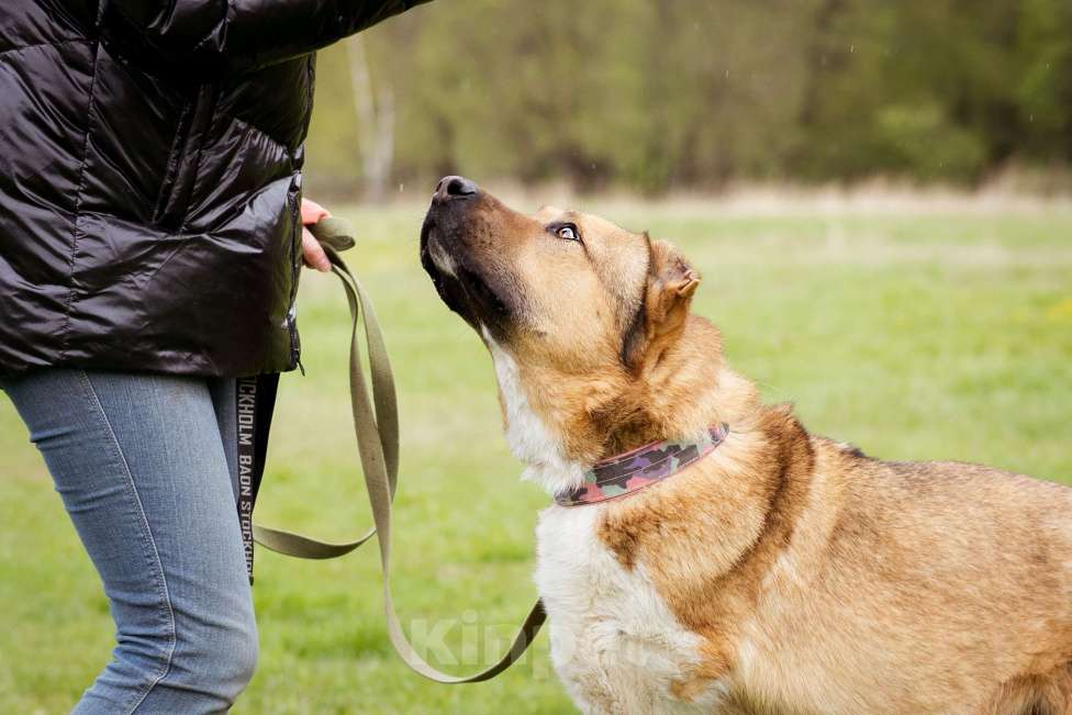 Собаки в Москве: Алабай в добрые руки Мальчик, Бесплатно - фото 8