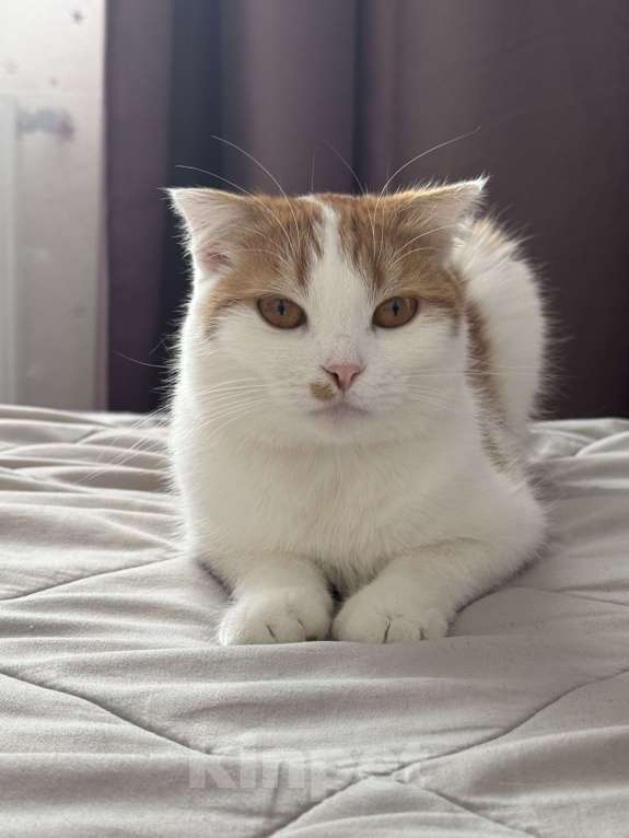 Кошки в Симферополе: Кошечка Буся в поиске хозяев  Девочка, Бесплатно - фото 2