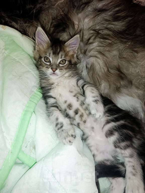 Кошки в Москве: Мейн Кун котенок Девочка, 35 000 руб. - фото 7