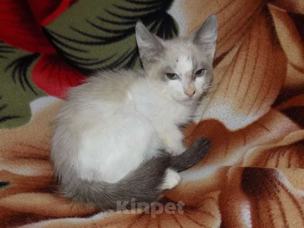 Кошки в Москве: Сноу шу, мальчик длинношерстный Мальчик, 10 000 руб. - фото 2