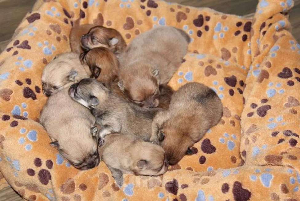 Собаки в Самаре: Вязка с Помом и малыши в продаже, 1 руб. - фото 3