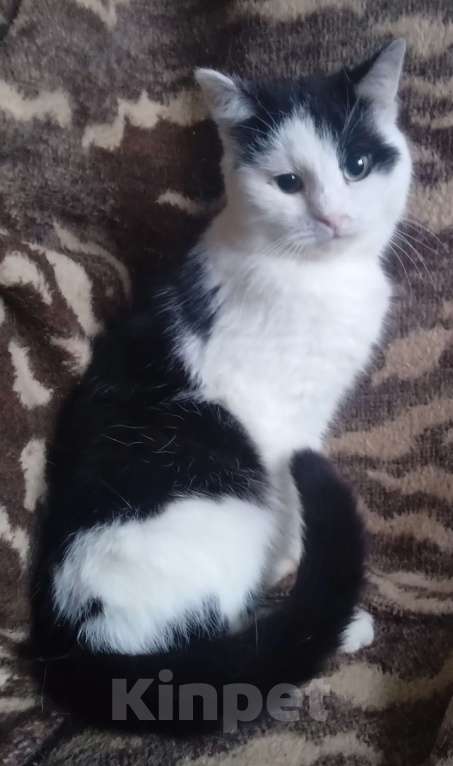 Кошки в Москве: Черно-белый шотландский котик Мальчик, Бесплатно - фото 1