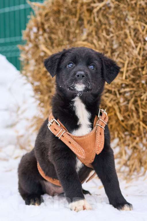 Собаки в Москве: щенок Одри ищет семью Девочка, Бесплатно - фото 2