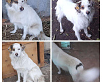 Собаки в Раменском: Пропала собака Девочка, Бесплатно - фото 2