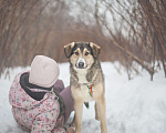 Собаки в Москве: Нежный и сладкий мальчик Мальчик, Бесплатно - фото 5