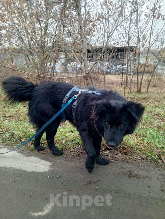 Собаки в Москве: Ночка Девочка, Бесплатно - фото 2