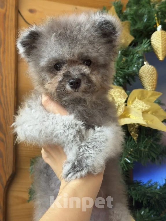 Собаки в Ейске: Продаю щенков Тедди пудель, импорт Китай🇨🇳, девочка 9 месяцев, мальчик 11 месяцев  Девочка, 230 000 руб. - фото 7