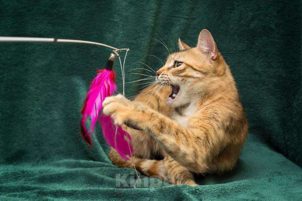 Кошки в Москве: Хикат Девочка, Бесплатно - фото 4