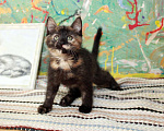 Кошки в Калуге: Разноцветная пеструшка. Котенок 2,5 мес в добрые руки. Девочка, Бесплатно - фото 7