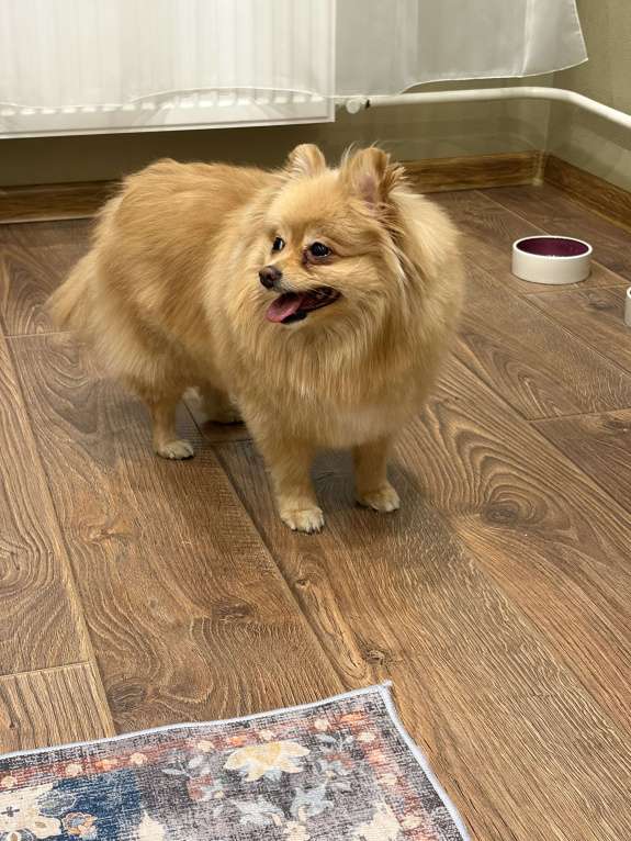 Собаки в Санкт-Петербурге: Померанский шпиц Мальчик, Бесплатно - фото 6