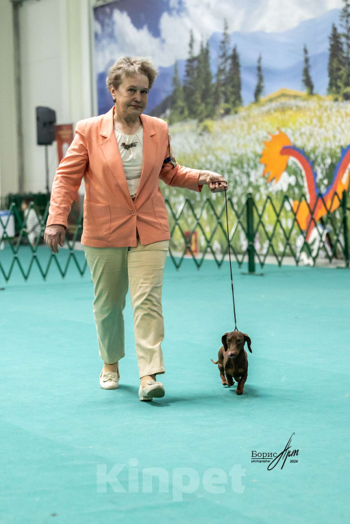 Собаки в Москве: Кобель кроличий коричнево-подпалый Мальчик, 25 000 руб. - фото 3