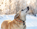 Собаки в Москве: Самый лучший компаньон, добрая, спокойная собачка Бренди в добрые руки Девочка, 10 руб. - фото 3