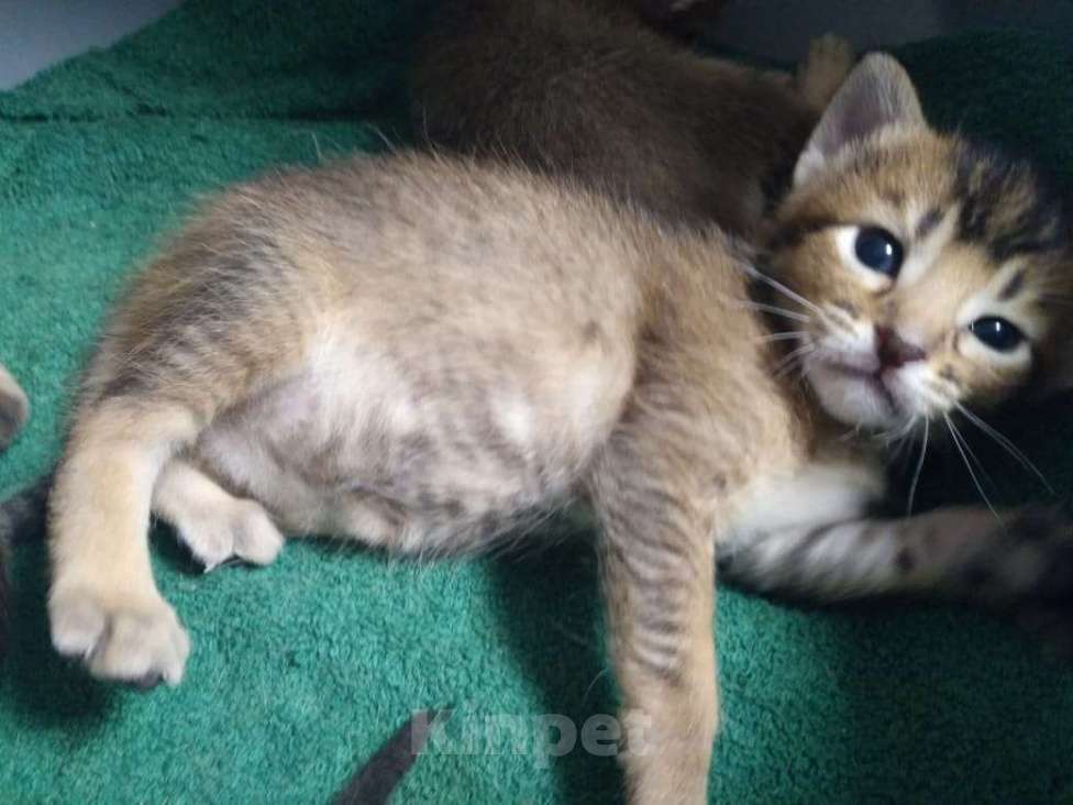 Кошки в других городах Московской области: Котята Чаузи, домашние тигриные львы Мальчик, 20 000 руб. - фото 3