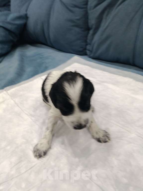 Собаки в других городах Новосибирской области: Мальчик Мальчик, 10 000 руб. - фото 1