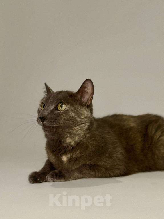 Кошки в Балашихе: Дымка Девочка, Бесплатно - фото 3