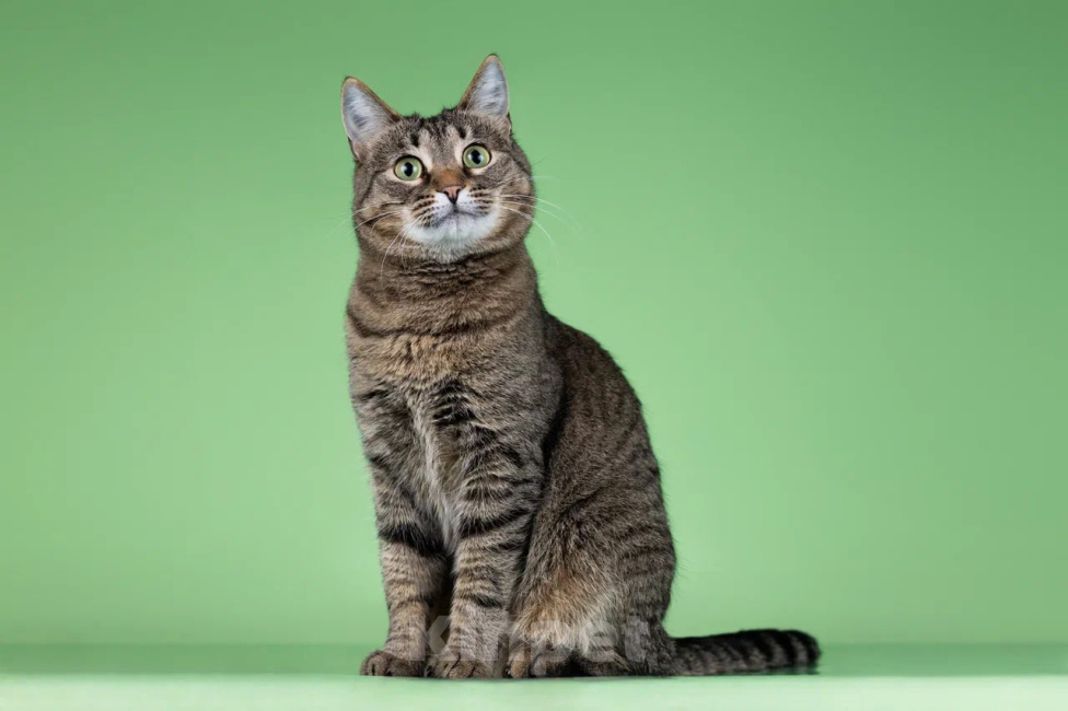 Кошки в Москве: Кошка Мария ищет дом Девочка, Бесплатно - фото 3