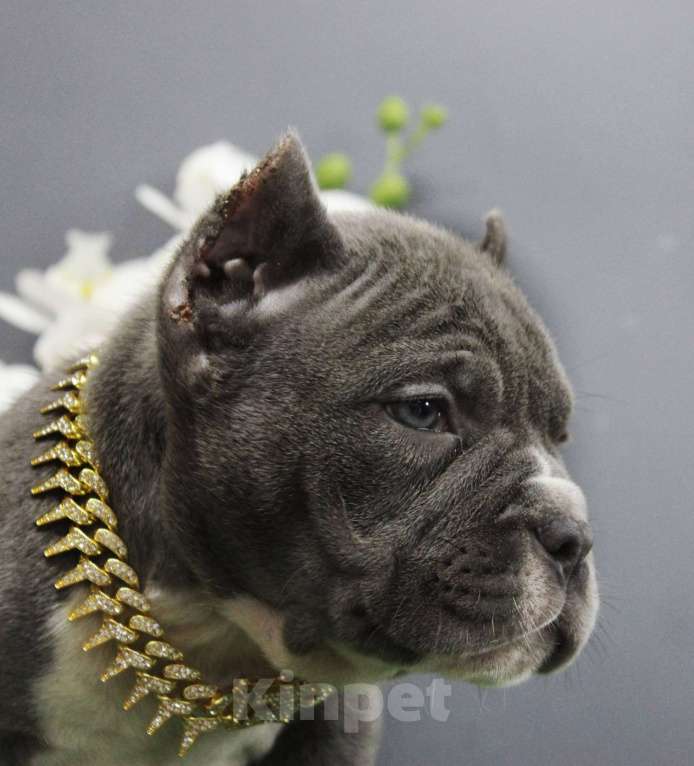 Собаки в Москве: Американский булли микро мальчик Мальчик, 170 000 руб. - фото 3