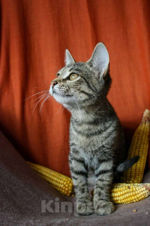 Кошки в Москве: Сладкая Карамелька ищет дом Девочка, Бесплатно - фото 7