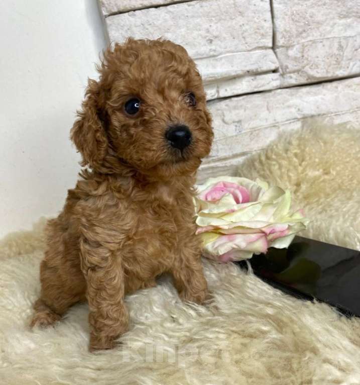 Собаки в Москве: Пудель  той девочки Девочка, 100 000 руб. - фото 6