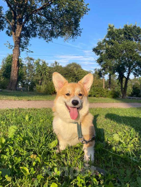 Собаки в Санкт-Петербурге: Щенок вельш корги девочка 4месяца Девочка, 45 000 руб. - фото 2