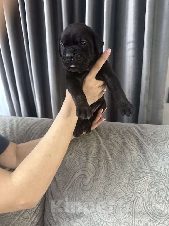 Собаки в других городах Московской области: Щенки Кане-корсо Мальчик, 45 000 руб. - фото 8