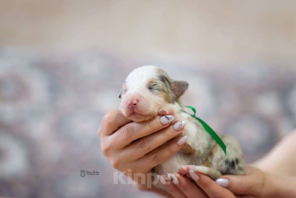 Собаки в Москве: Австралийская овчарка, щенок аусси Девочка, Бесплатно - фото 1