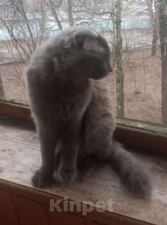 Кошки в Москве: Нибелунг вислоушка Девочка, Бесплатно - фото 2