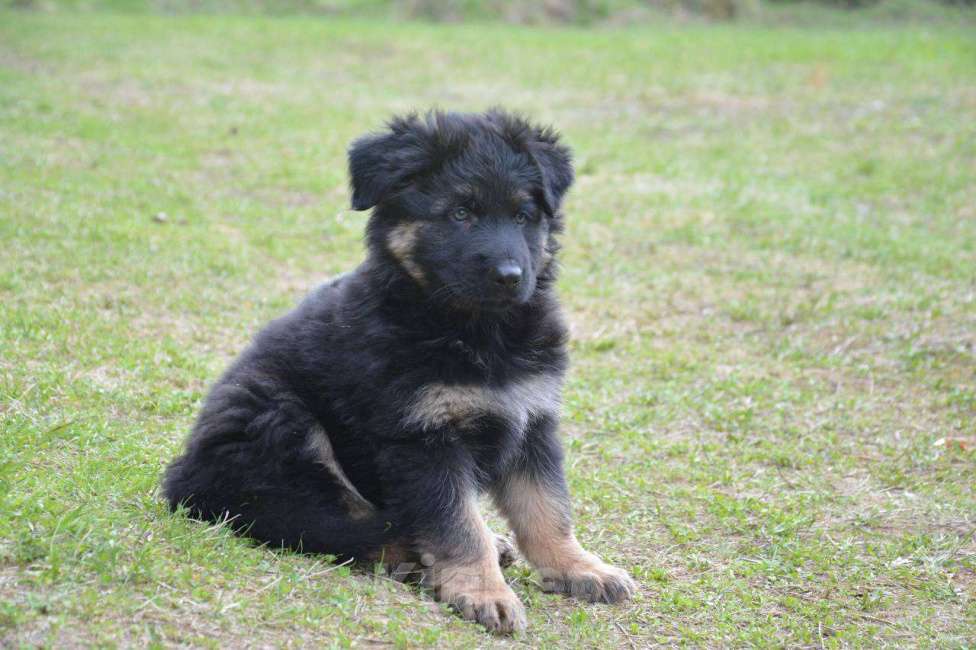 Собаки в Балашихе: Щенок немецкой овчарки РКФ Мальчик, 40 000 руб. - фото 9