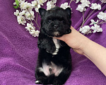 Собаки в Москве: Чёрный йорк мальчик бэби фейс Мальчик, 80 000 руб. - фото 10