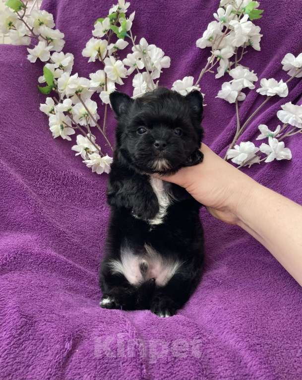 Собаки в Москве: Чёрный йорк мальчик бэби фейс Мальчик, 80 000 руб. - фото 10
