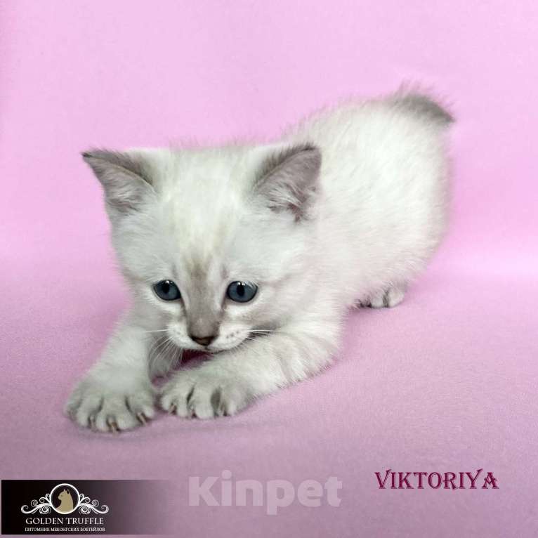 Кошки в Москве: Котята меконгского бобтейла Девочка, Бесплатно - фото 2