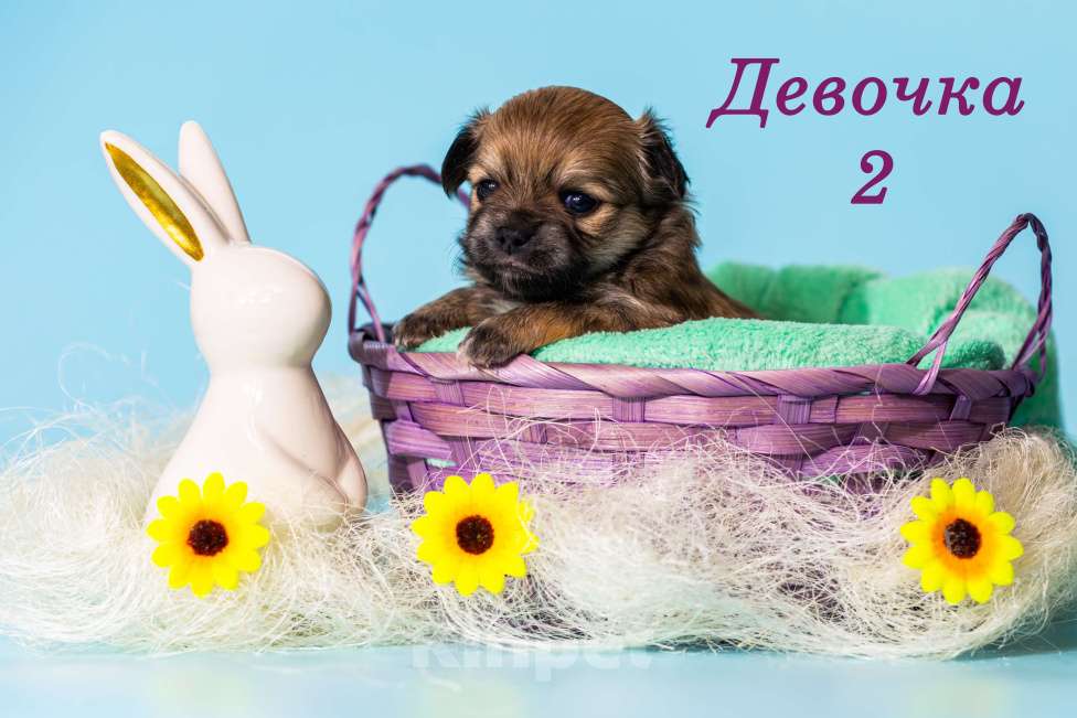 Собаки в Казани: Щенки чихуахуа Девочка, 50 000 руб. - фото 2