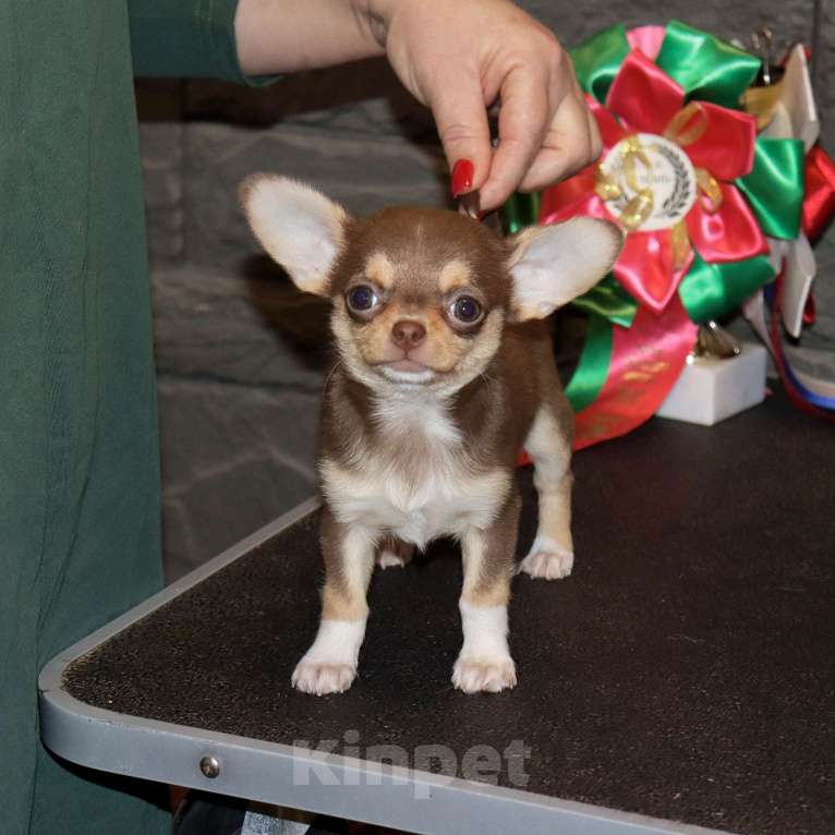 Собаки в Москве: 👍Шоколадная курносая чихуахуа Девочка, 85 000 руб. - фото 3