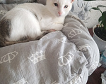 Кошки в Чебоксарах: Котёнок Мальчик, Бесплатно - фото 1