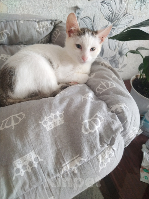 Кошки в Чебоксарах: Котёнок Мальчик, Бесплатно - фото 1