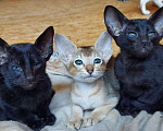 Кошки в Магнитогорске: Котята ориенталы Мальчик, Бесплатно - фото 1