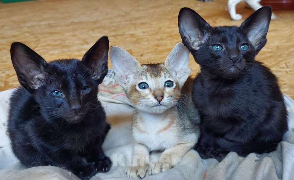 Кошки в Магнитогорске: Котята ориенталы Мальчик, Бесплатно - фото 1