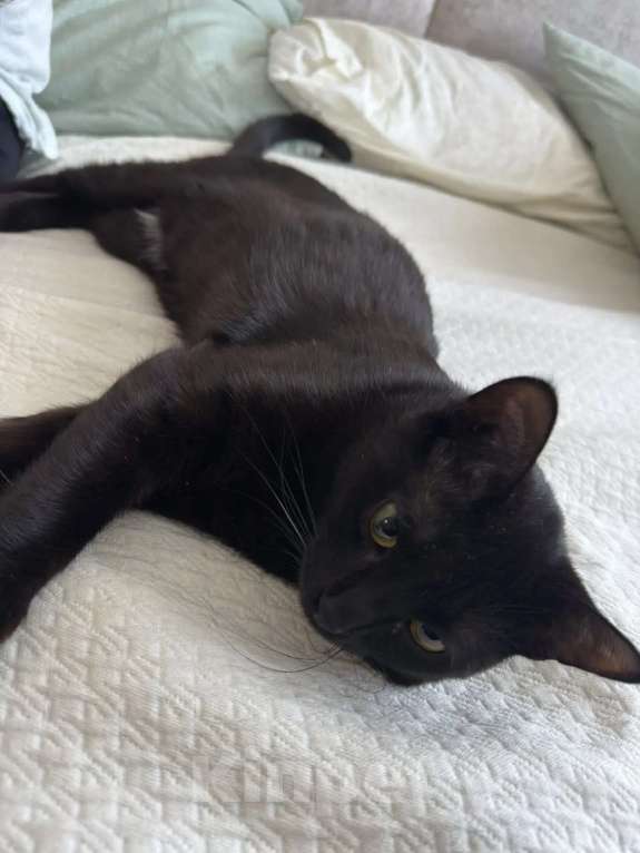 Кошки в Москве: Котик в добрые руки Мальчик, 1 000 руб. - фото 1