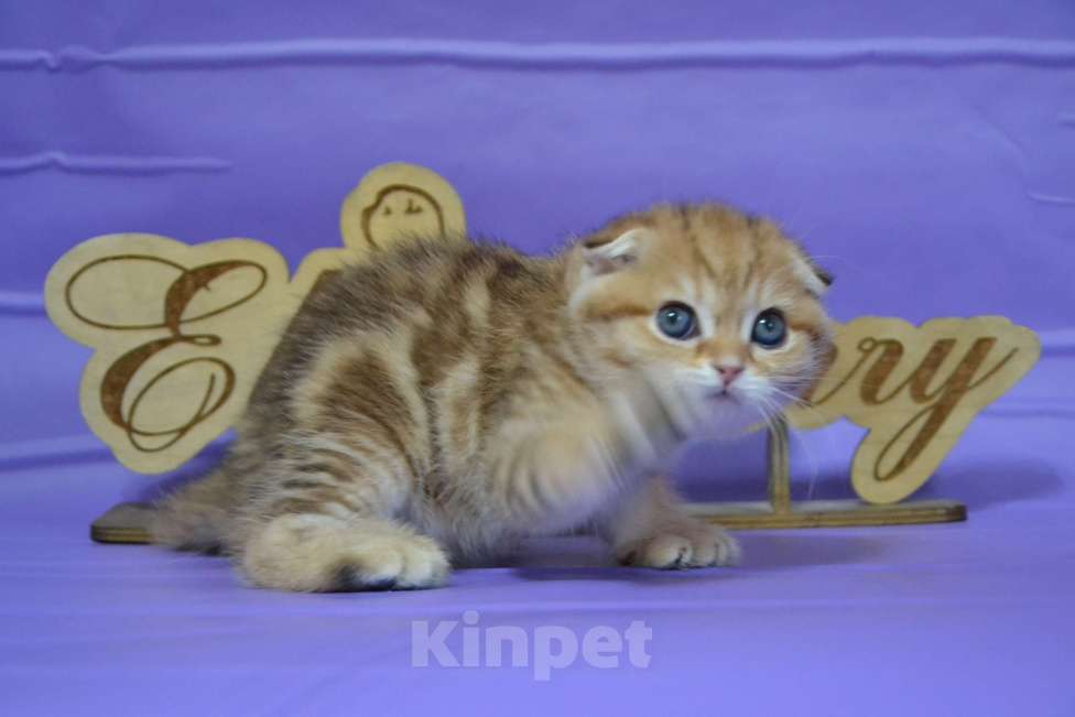 Кошки в Москве: Вислоухая золотая Красавица Девочка, 65 000 руб. - фото 5